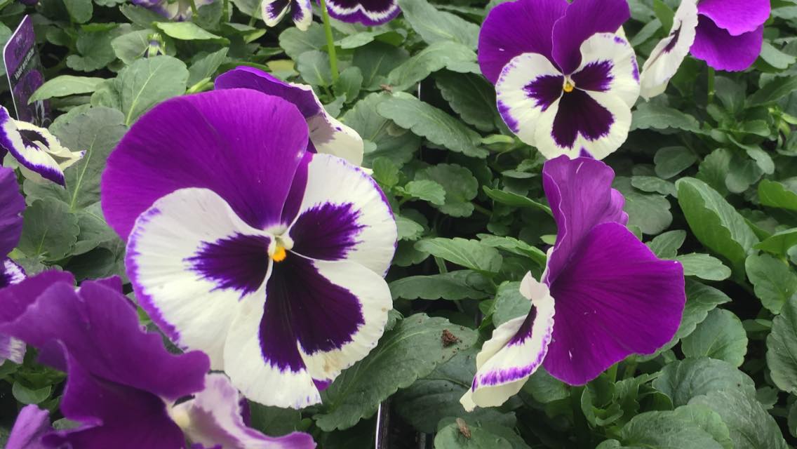 Bedding Plants near Leominster